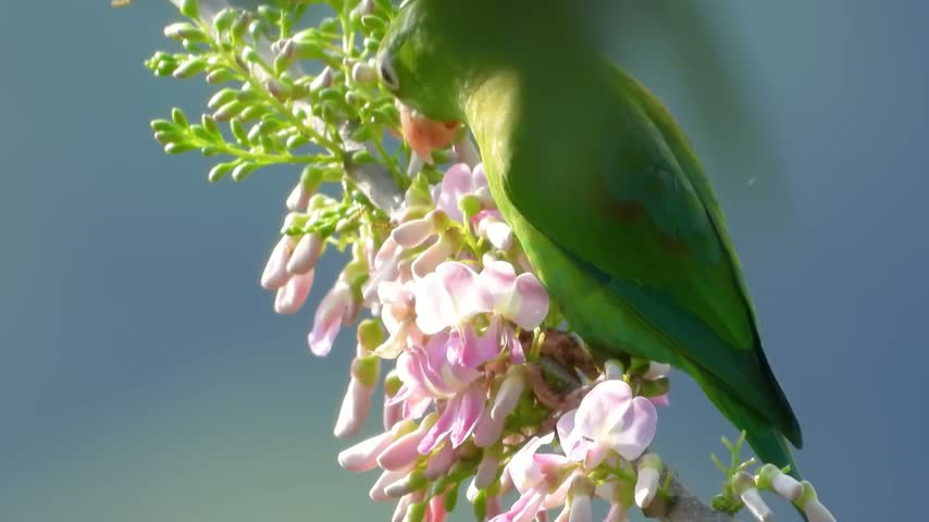 Green Birds Creative Stock Design featuring green, birds, background, design, graphic, illustration, vector, with accurate subject detail, natural visual hierarchy, and clean composition for commercial stock buyers seeking specific, searchable