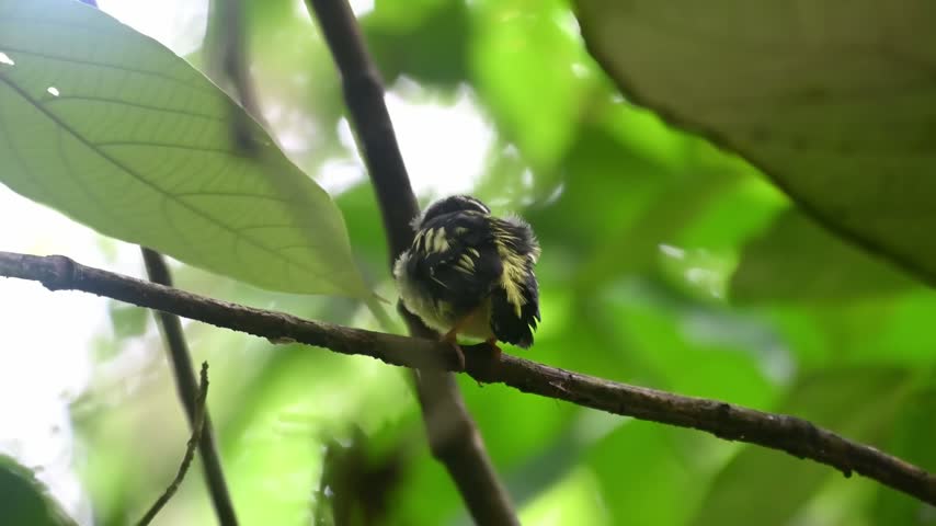 A tiny, dark-feathered bird, possibly a chick or recently bathed, perches delicately on a thin tree branch. Its tail feathers are visibly wet, set against a soft, out-of-focus backdrop of