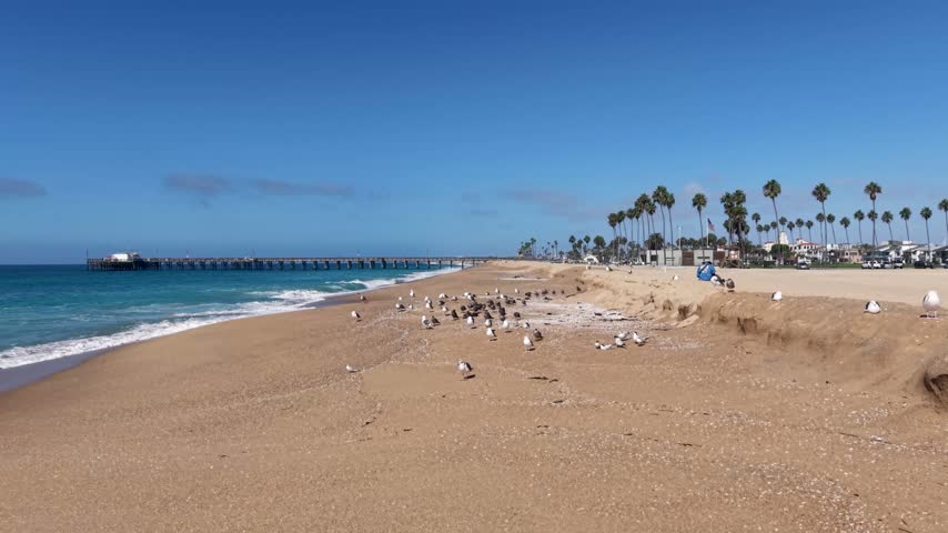 Birds standing on the shore as the aerial gimbal slowly glides just above their heads with Balboa Pier in the background. Blue sky