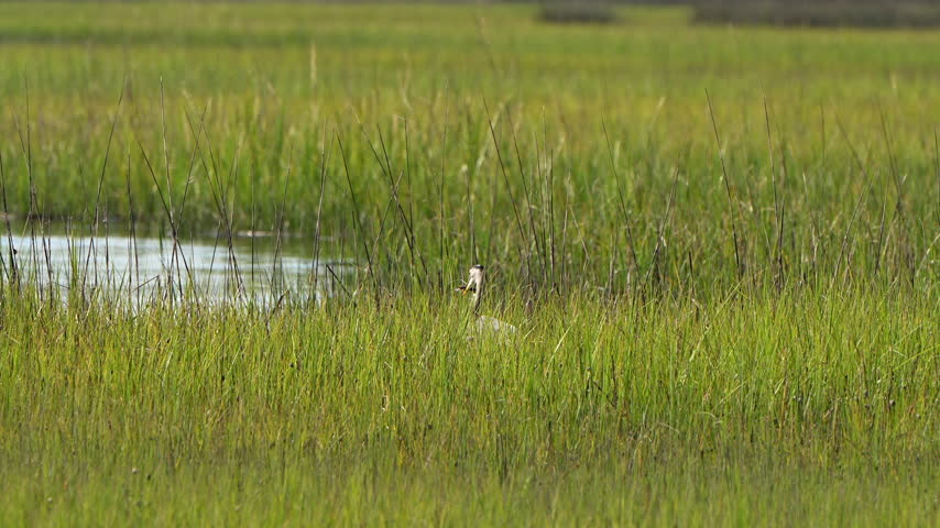 Great blue heron with large fish in a marsh