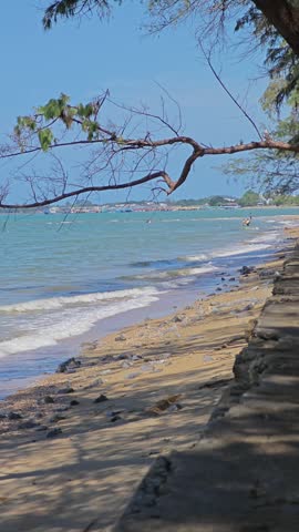 Pine trees along the beach.