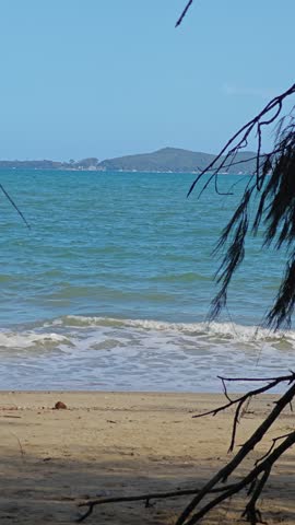 Pine trees along the beach.