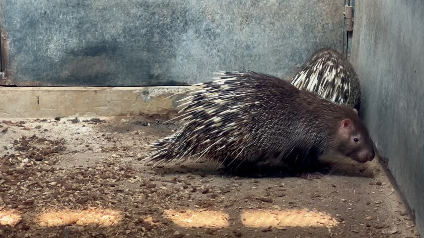 Footage of a Javan porcupine Hystrix javanica, also called Sunda porcupine, inside a glass cage at a zoo.