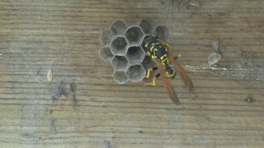 Yellow Jacket Wasp tends to eggs in nest