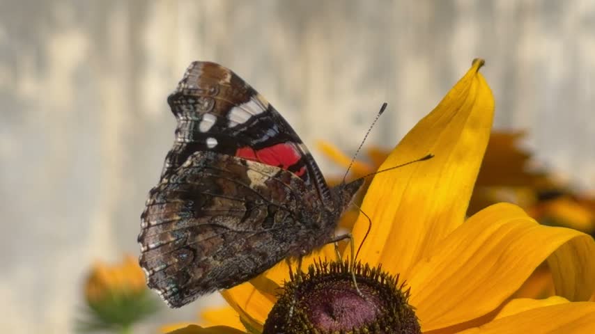 Red Admiral Butterfly on Rudbeckia, Vanessa Atalanta in Vibrant Bloom