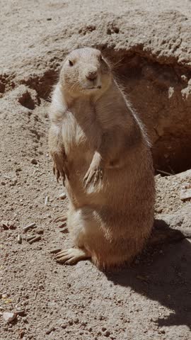 Small prairie dog standing alert near its burrow. Curious rodent looking around before bending down to eat seeds from the sandy ground