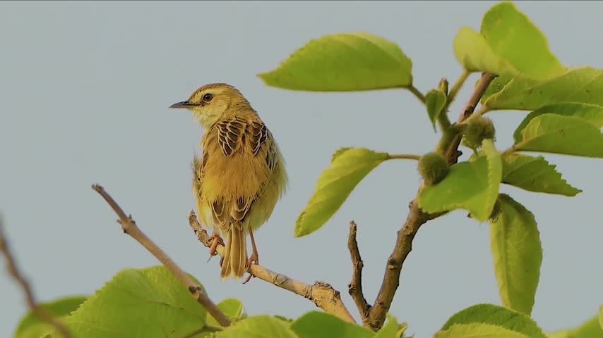 Small brown streaked warbler bird perched on a thin tree branch with green leaves against a clear sky background