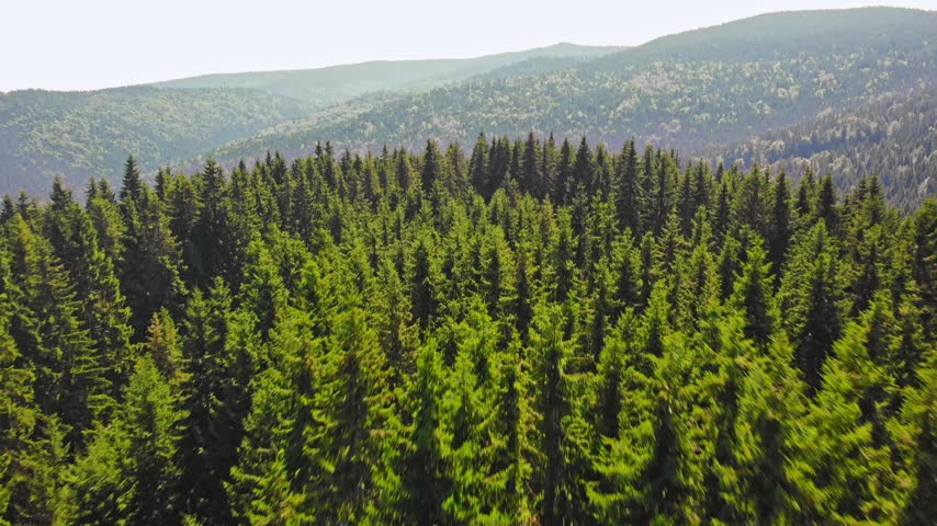 Slow flyover above beautiful green spruce treetops in pristine mountain wilderness on bright spring afternoon.