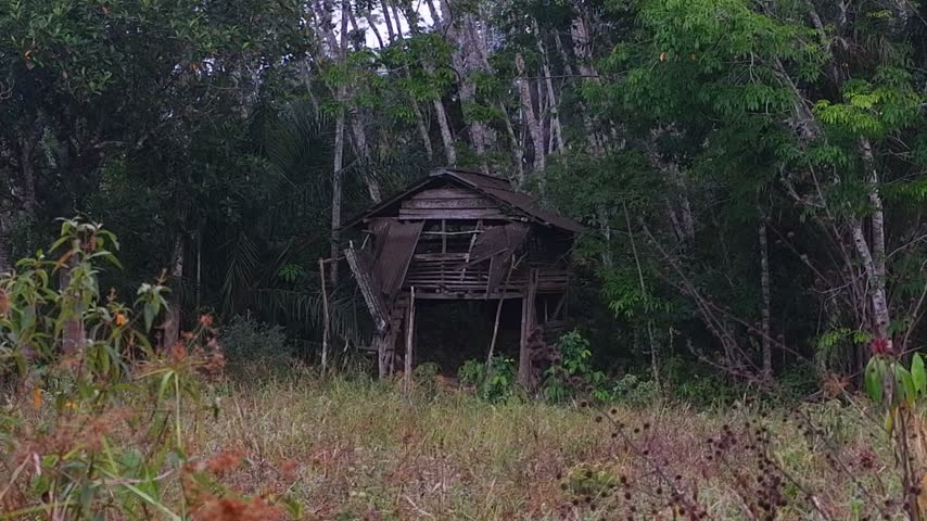 a hut at the edge of the forest