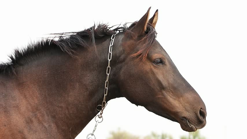 Profile close up of a brown bay horse head with a metal chain on its neck standing outdoors. Beautiful cinematic country agriculture scene of a domestic stallion mammal animal looking aside over a bright white sky background habitat text space.
