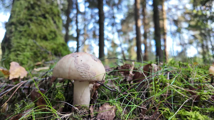 Mushroom Growing on Mossy Forest Floor with Fallen Autumn Leaves, Pullback