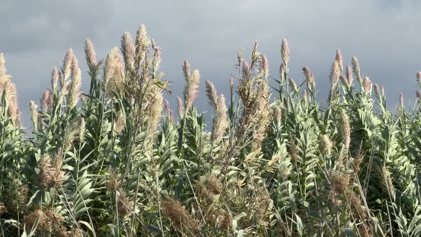 Grass sways in wind. This cloud drifts above. Sky remains very gray. Another grass blade bends. That cloud carries moisture. Wide sky stretches far. Third grass stem stands. Each cloud passes slowly. Open sky clears now.
