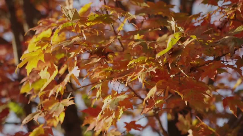 ​Beautiful autumn fall leaves background vector illustration with vibrant orange and red maple foliage
