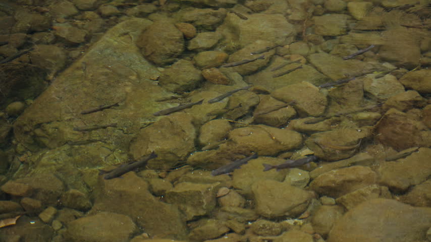 A school of small fish swims above golden brown stones in a clear shallow pool in Madeira, Portugal, seen from overhead through gently rippling water.