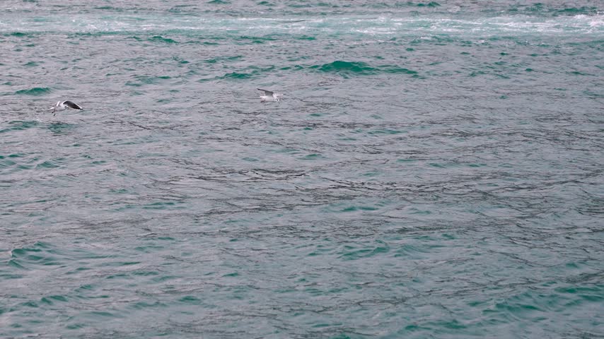 Seagulls flying over the sea.