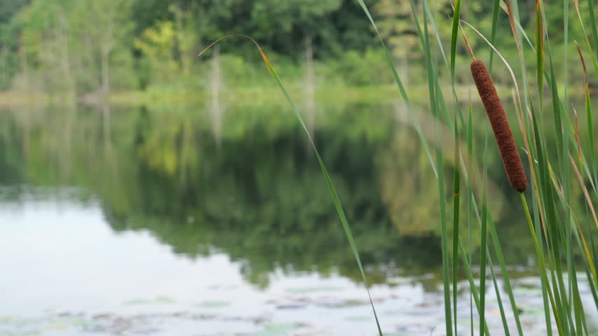 Tall Grass Around Green Pond in American Marshland, Close Up
