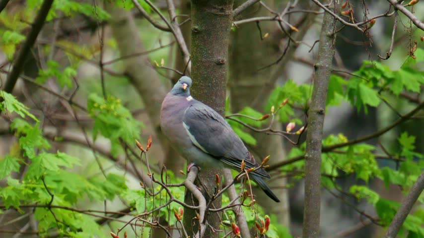 Close up view of common wood pigeon resting on branch against backdrop of budding trees and lush green leaves in forest.