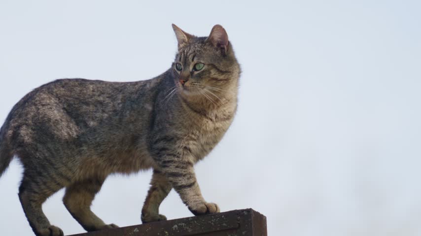 Feral grey cat walking on garden fence, curious feline looking around outdoors, domestic animal in natural lighting.