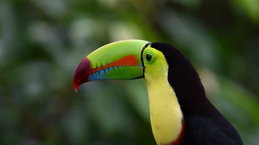 Vibrant keel-billed toucan with colorful beak and yellow neck profile close-up against a blurred lush green jungle background.   
