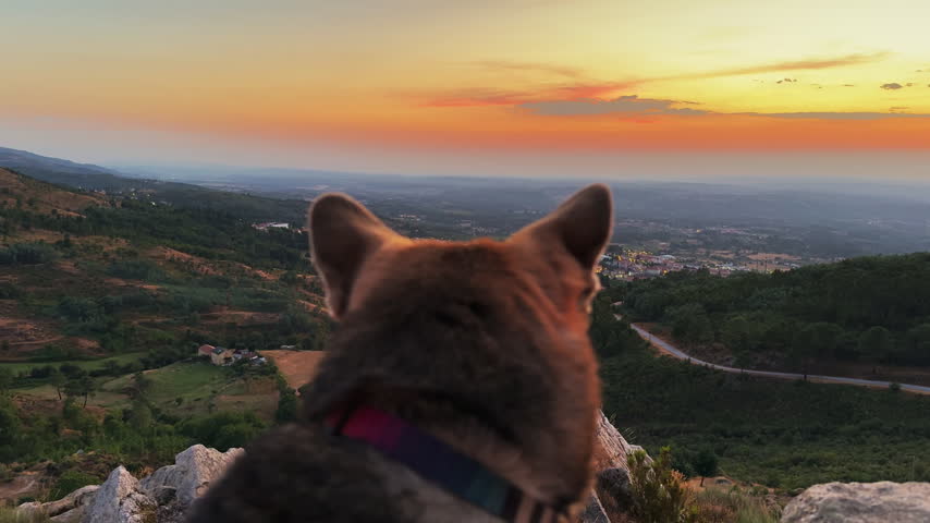 Close-up of dog looking out over twinkling rural village street lights in mountain valley at dusk.