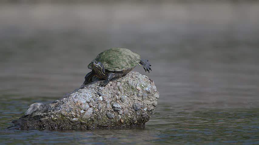 Pond Slider Turtle rests atop a wet rock in calm water. Its green shell blends with natural surroundings. Water ripples gently around the stone. The turtle appears still, calm, and observant
