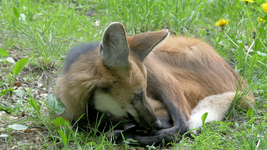 The Maned Wolf, Chrysocyon Brachyurus