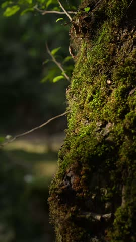 closeup of moss on trees trunk in forest 