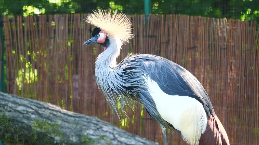 Grey crowned crane. Balearica regulorum regulorum