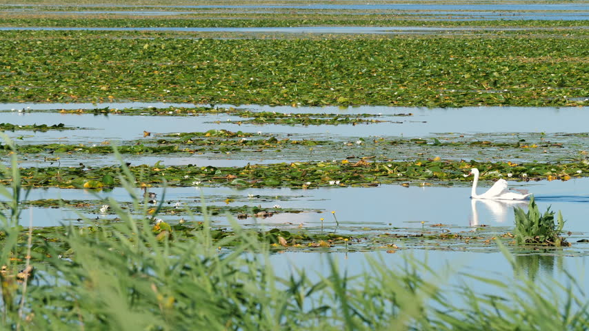 Birds reserve at Druzno Lake, Elblag, Poland. 