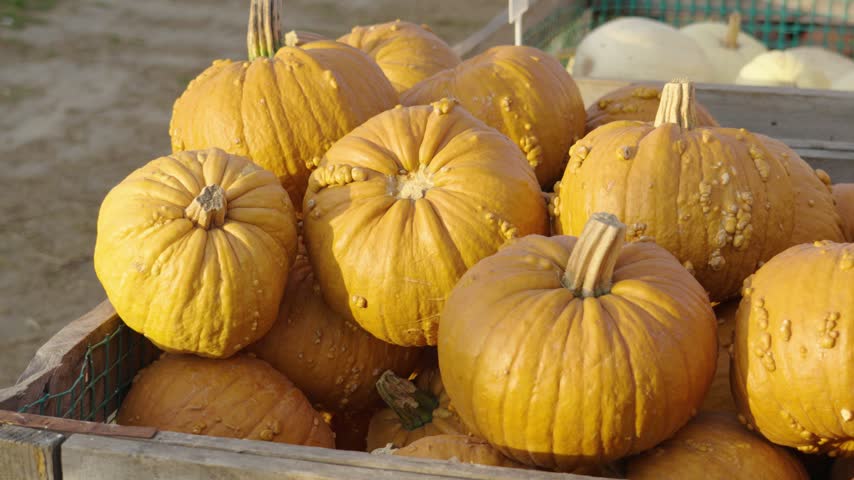 Close up of ripe, warty pumpkins piled in a wooden crate at a farm stand. An agricultural harvest concept for halloween and thanksgiving