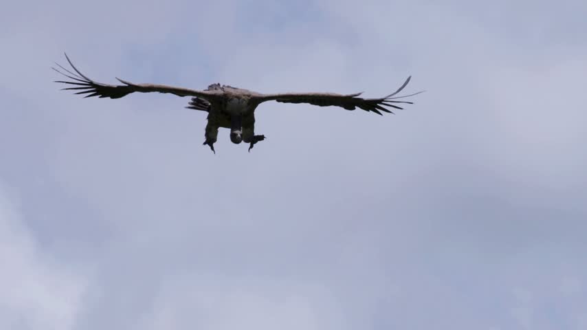 Low-angle shot of a large vulture soaring high with wings outstretched against a cloudy sky.   