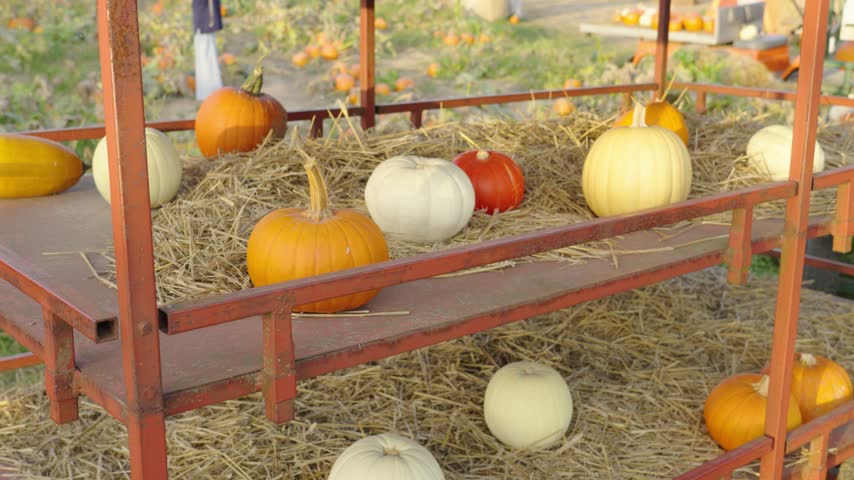 Various colorful pumpkins sitting on a bed of hay inside a rustic metal cart. Autumn harvest concept for halloween and thanksgiving celebration