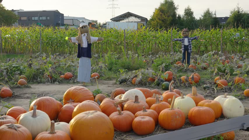 Colorful pumpkin patch with orange and white gourds harvested for halloween. Two scarecrows stand guard among the cornstalks on a farm