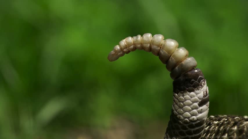 Extreme close-up of a rattlesnake rattle held upright against a blurred green background, displaying detailed keratin segments and scaly skin.   