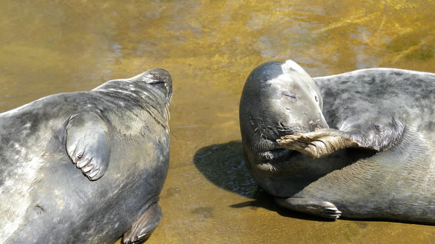 Two grey seals in a shallow water
