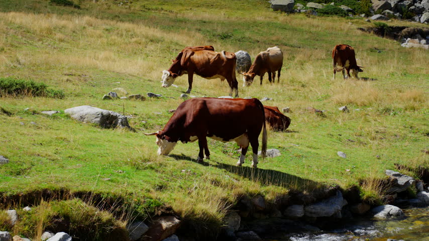 Cows grazing on a grassy hillside near a rocky stream in the Dolomite mountains