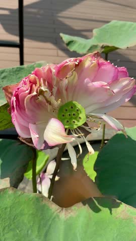 Closeup of blooming pink lotus flower with green lotus leaves. Sacred water lily symbolizing purity and peace for wellness, meditation and spiritual design