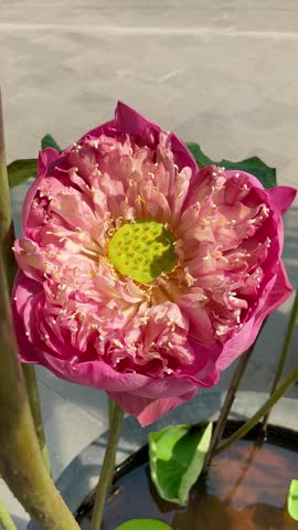 Closeup of blooming pink lotus flower with green lotus leaves. Sacred water lily symbolizing purity and peace for wellness, meditation and spiritual design