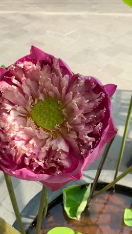 Closeup of blooming pink lotus flower with green lotus leaves. Sacred water lily symbolizing purity and peace for wellness, meditation and spiritual design