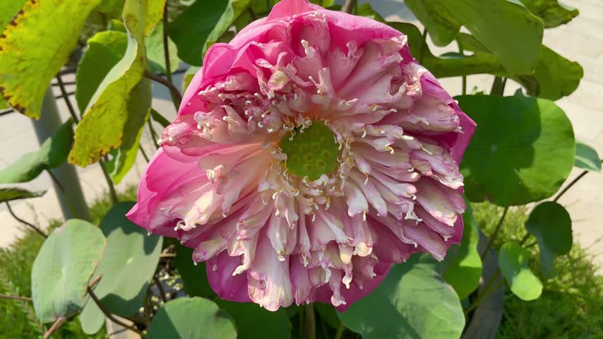 Closeup of blooming pink lotus flower with green lotus leaves. Sacred water lily symbolizing purity and peace for wellness, meditation and spiritual design