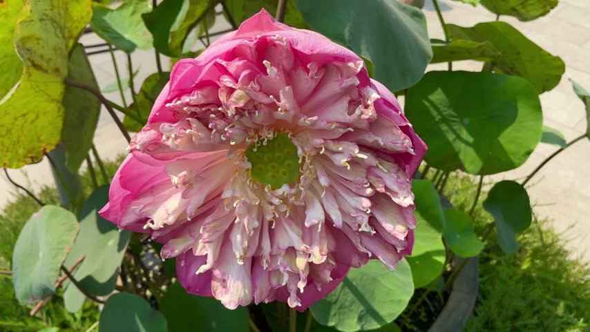 Closeup of blooming pink lotus flower with green lotus leaves. Sacred water lily symbolizing purity and peace for wellness, meditation and spiritual design