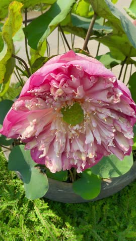 Closeup of blooming pink lotus flower with green lotus leaves. Sacred water lily symbolizing purity and peace for wellness, meditation and spiritual design