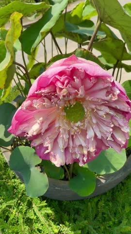 Closeup of blooming pink lotus flower with green lotus leaves. Sacred water lily symbolizing purity and peace for wellness, meditation and spiritual design