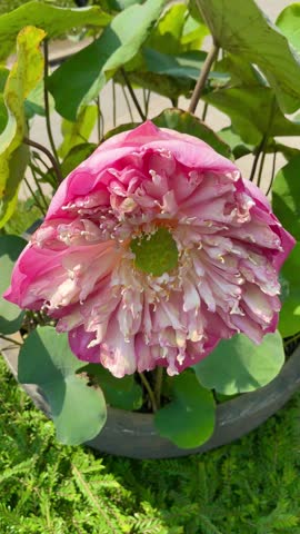 Closeup of blooming pink lotus flower with green lotus leaves. Sacred water lily symbolizing purity and peace for wellness, meditation and spiritual design