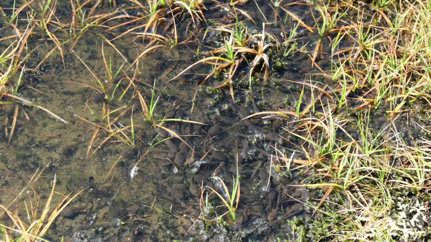 Tadpoles of common frog wriggling in bog puddle