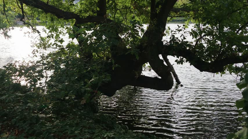Mature tree branches stretch over the water beside a leafy park lake, with dense vegetation along the shoreline