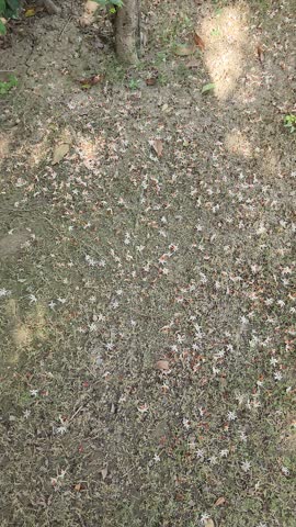 4K video of parijat flowers (Nyctanthes arbor-tristis) carpet in the ground over grreen grass. Night-flowering Jasmine, Harsingar, Shiuli on grass. 