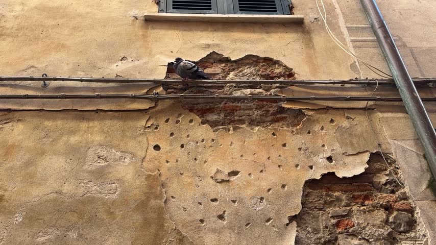 A pigeon perched on electrical cables in front of a crumbling, weathered plaster wall revealing old brickwork in the historic old town of Sarzana, Italy.