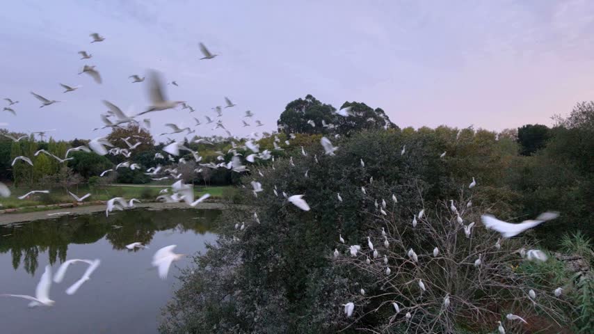 Numerous birds fly close to the moving camera above a lake, tree branches and dense foliage in soft evening light.