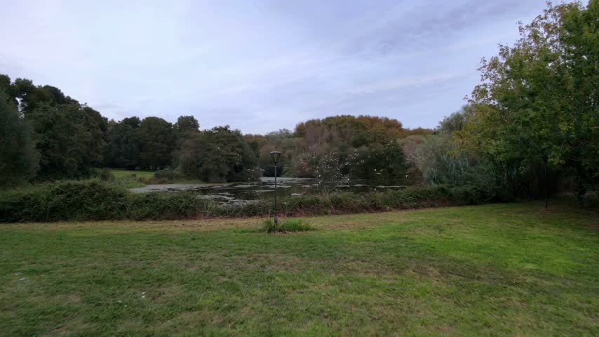 The moving view rises from a grassy bank over a lake, where white birds fly beside dense trees reflected in the water.